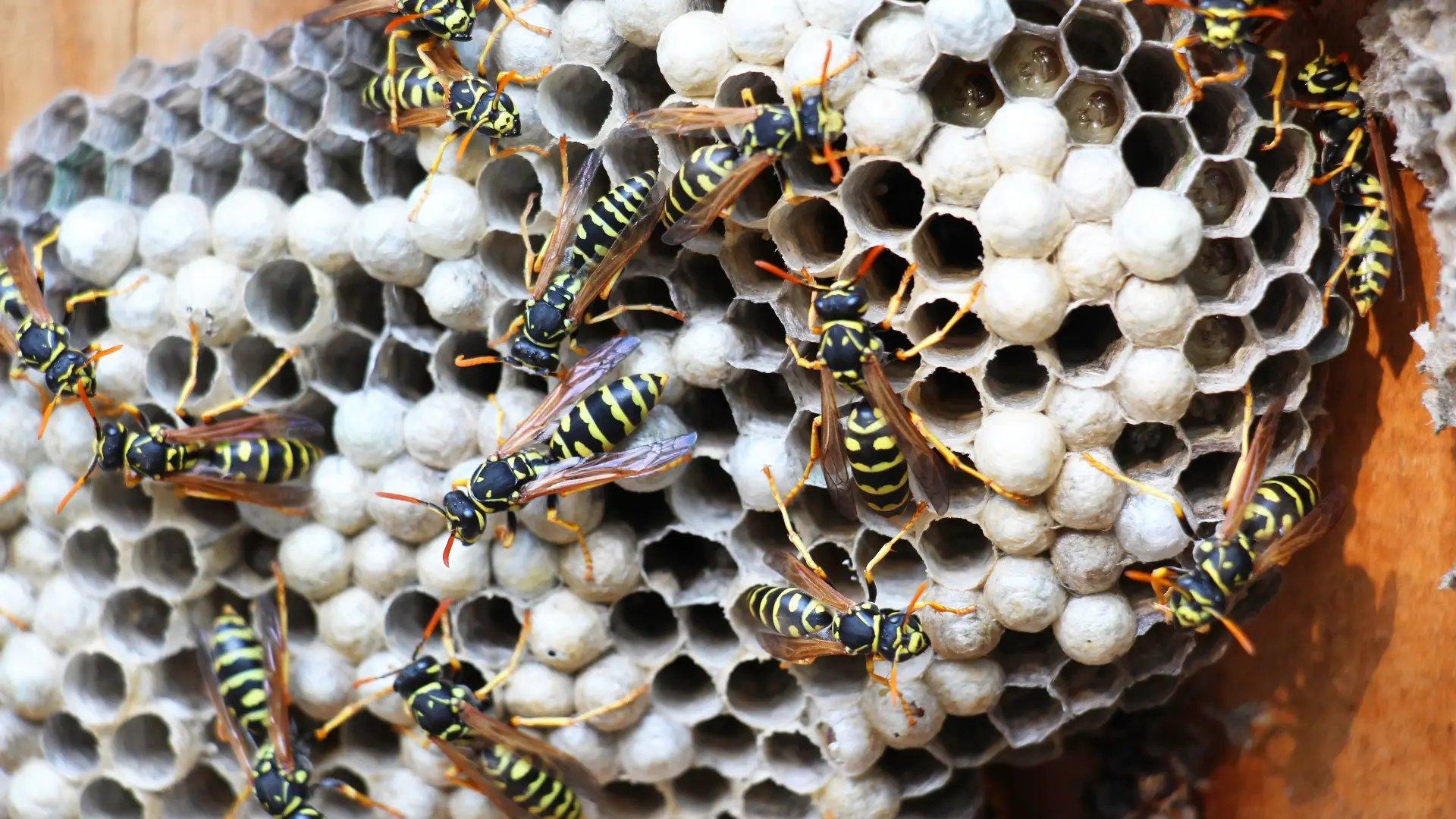 Pesquisa transforma veneno do marimbondo em substância contra o Alzheimer.