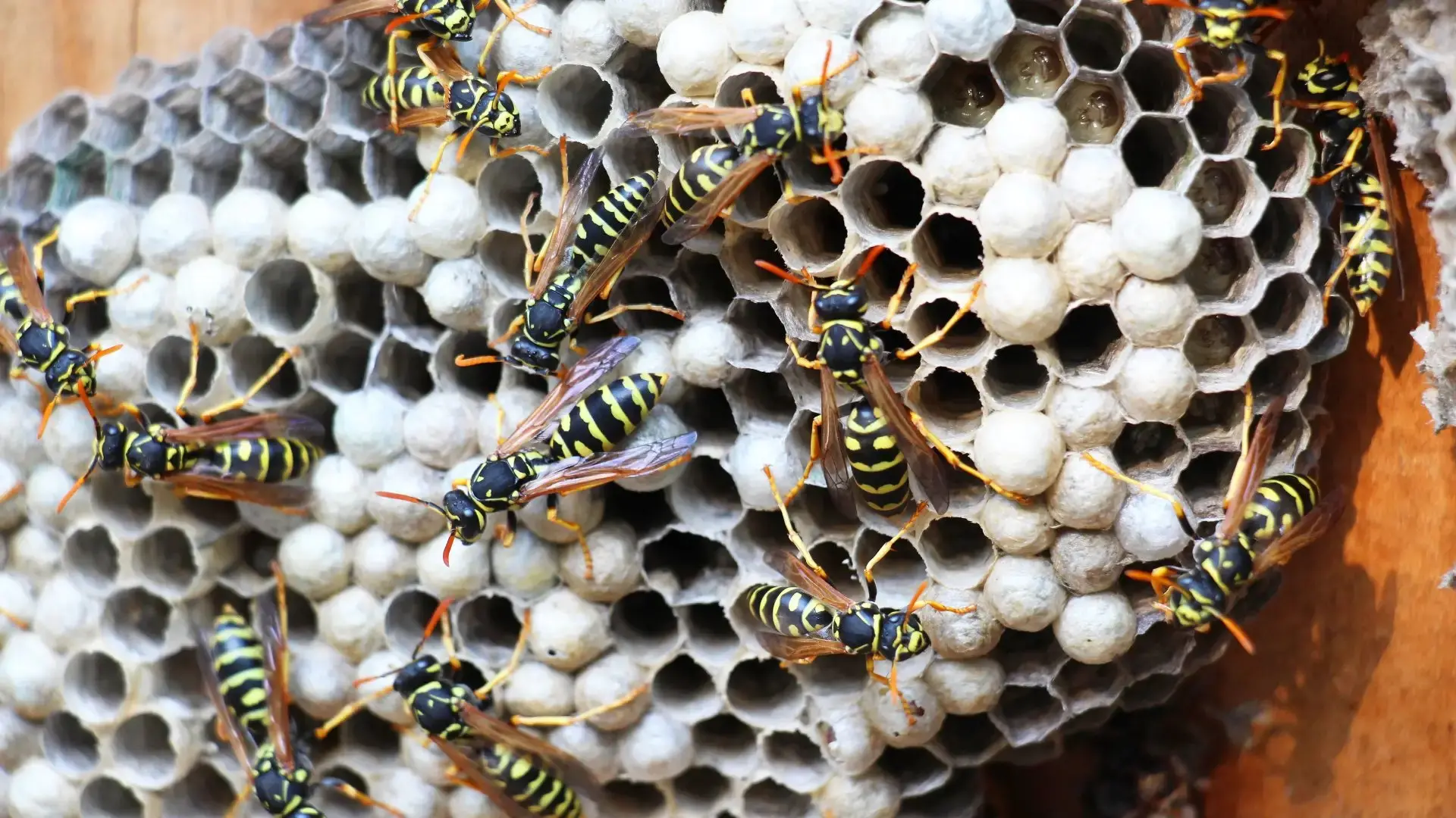 Pesquisa transforma veneno do marimbondo em substância contra o Alzheimer.