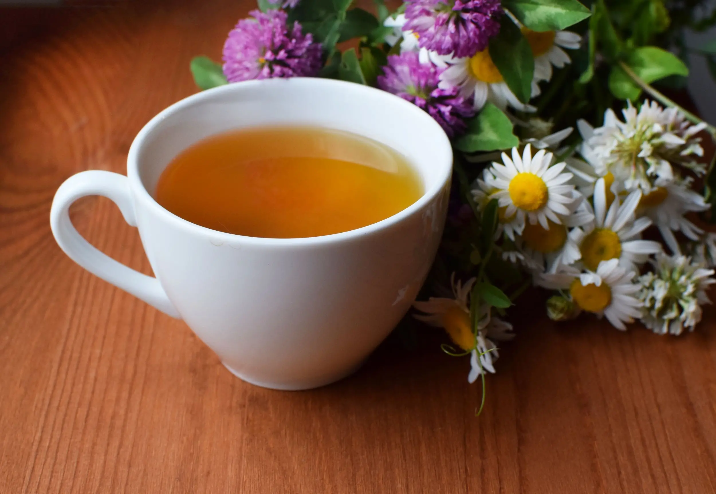 Chá medicinal camomila em uma xícara branca em uma mesa com camomila e flores de trevo vermelho.