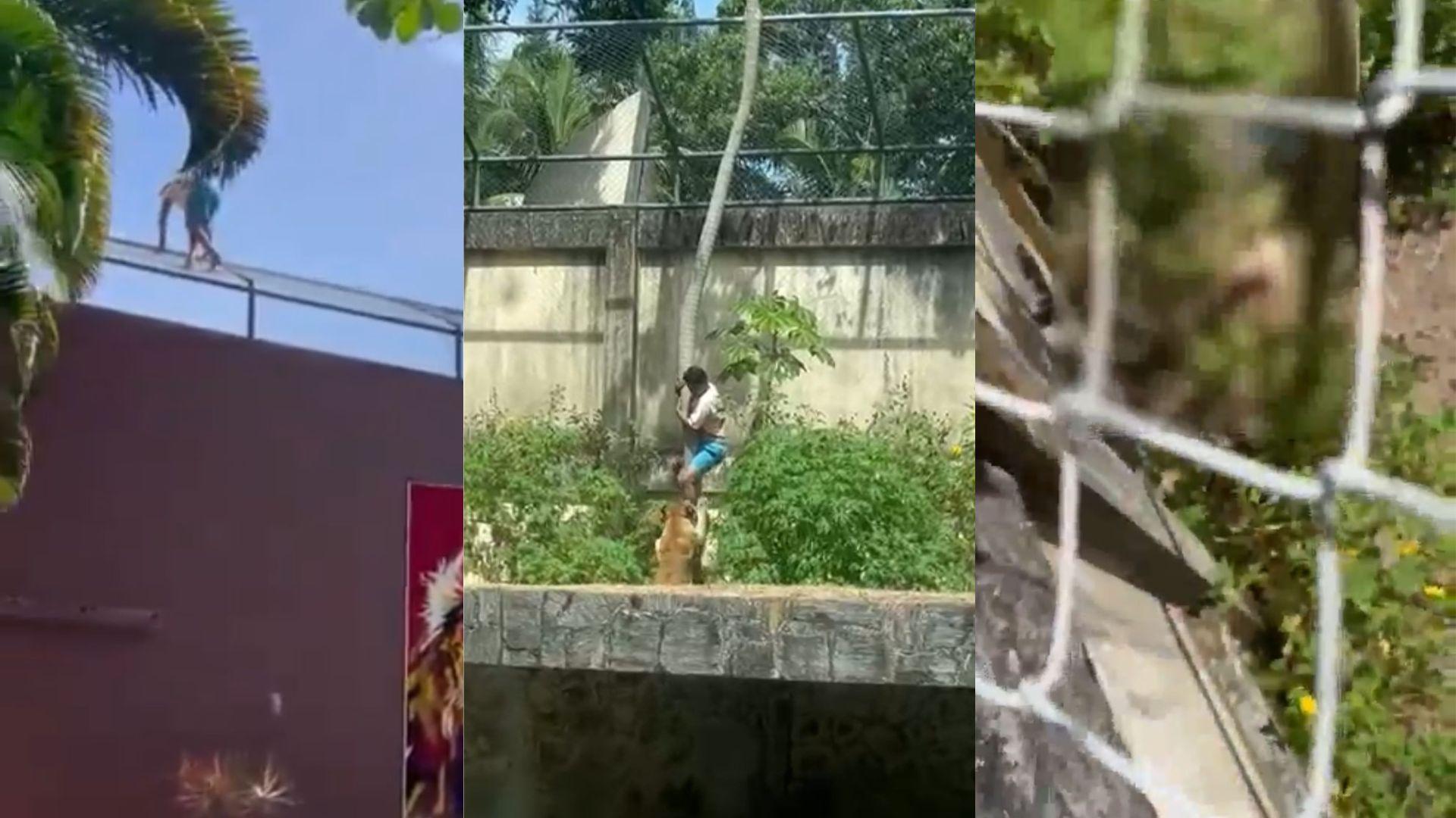 Colagem mostra a sequência dos acontecimentos, com o homem escalando a grade, descendo pela árvore e depois já morto com a imagem borrada.