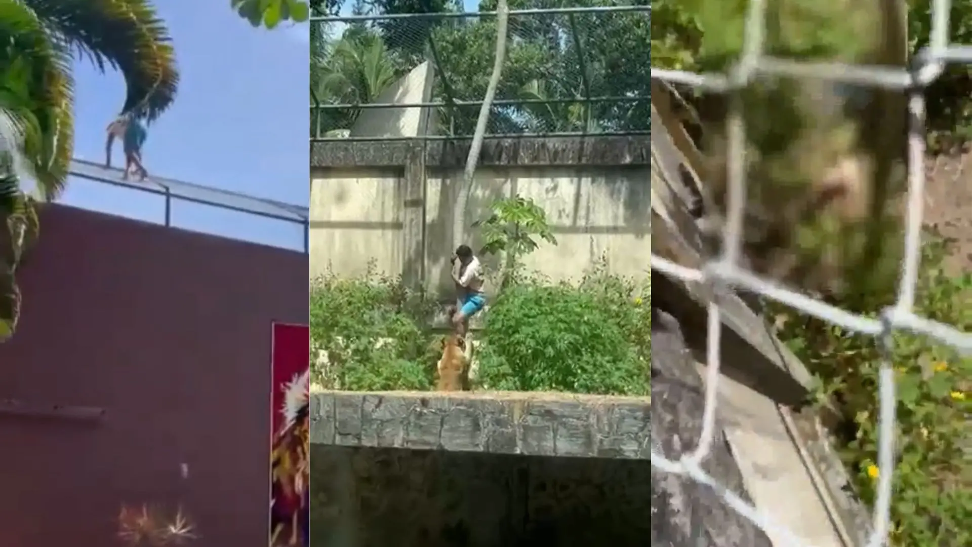 Colagem mostra a sequência dos acontecimentos, com o homem escalando a grade, descendo pela árvore e depois já morto com a imagem borrada.