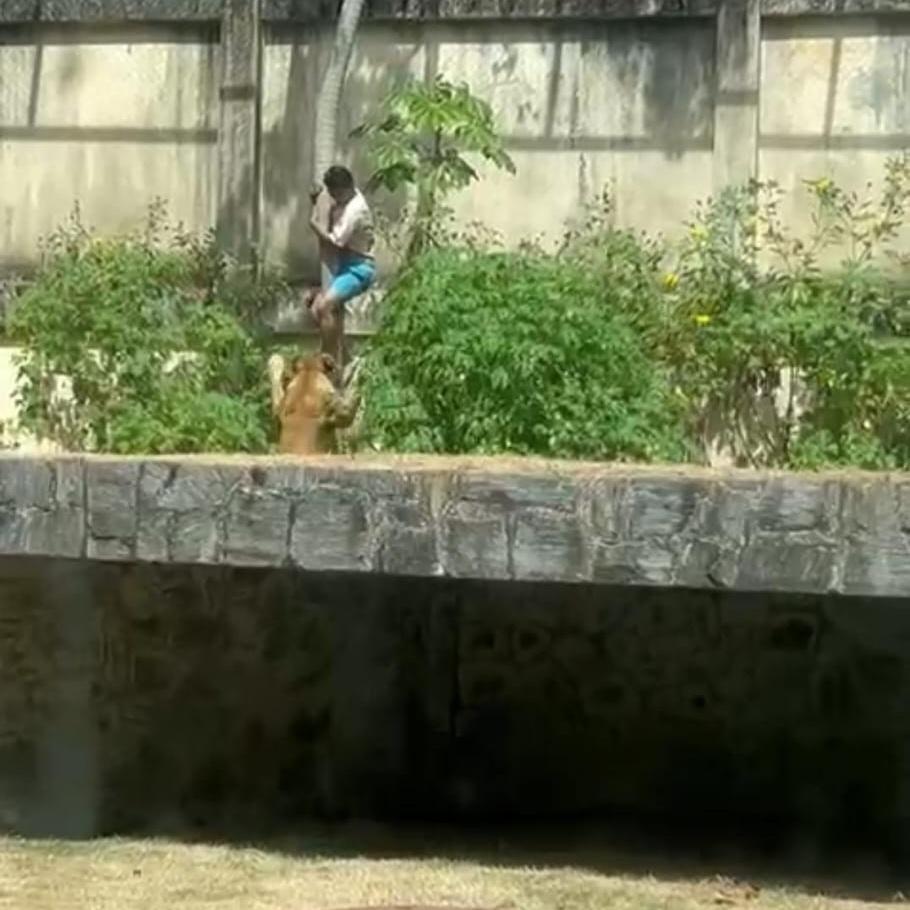 Cena tensa de um homem subindo em uma árvore na jaula de uma leoa que o observa de perto em um ambiente de cativeiro.