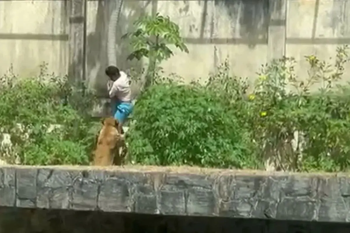 Gerson faleceu após entrar em recinto de leoa.