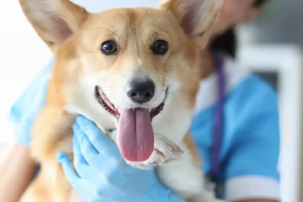 Veterinário com uniforme azul e luvas segurando um cão de pelagem marrom clara e orelhas grandes durante um exame clínico, em ambiente que aparenta ser uma clínica veterinária.