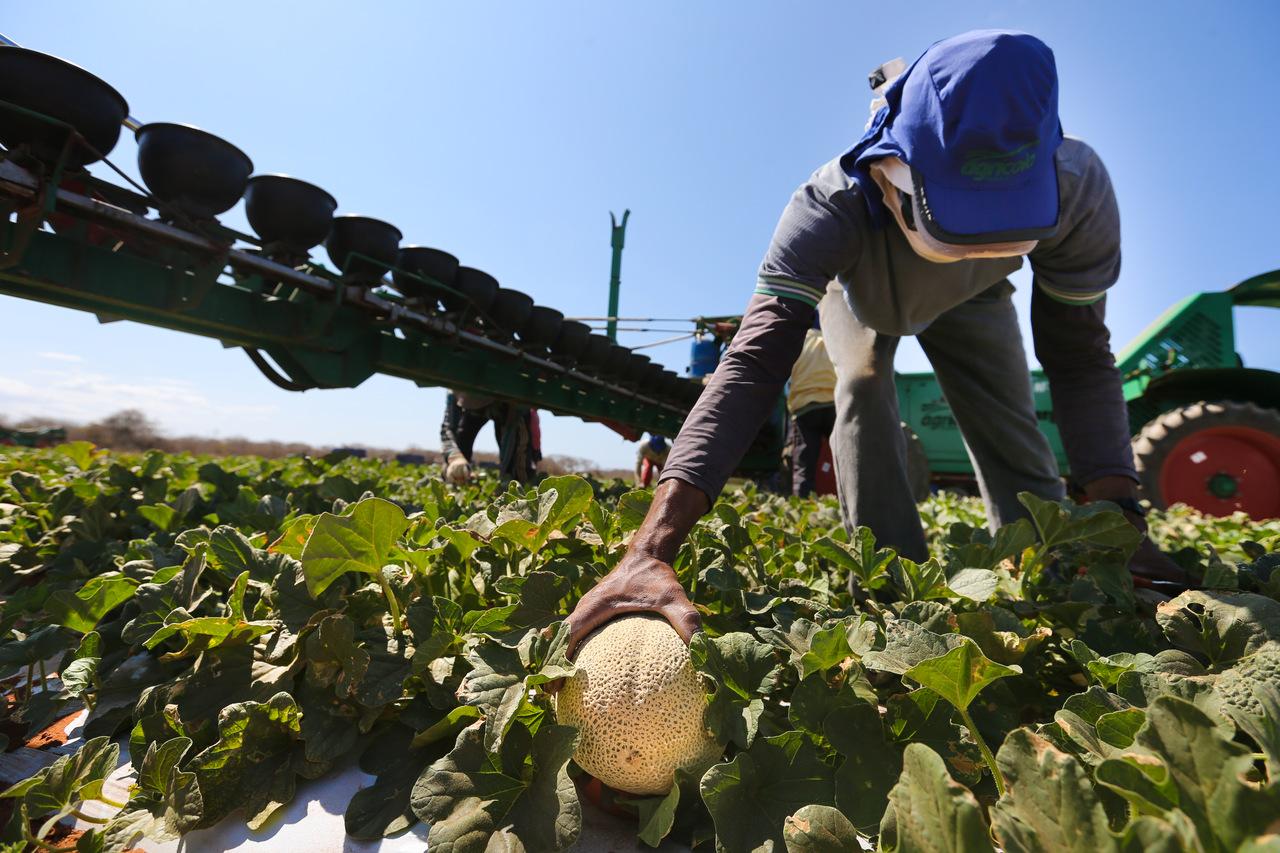 imagem mostra trabalhador no campo colhendo melões em produção no Ceará.