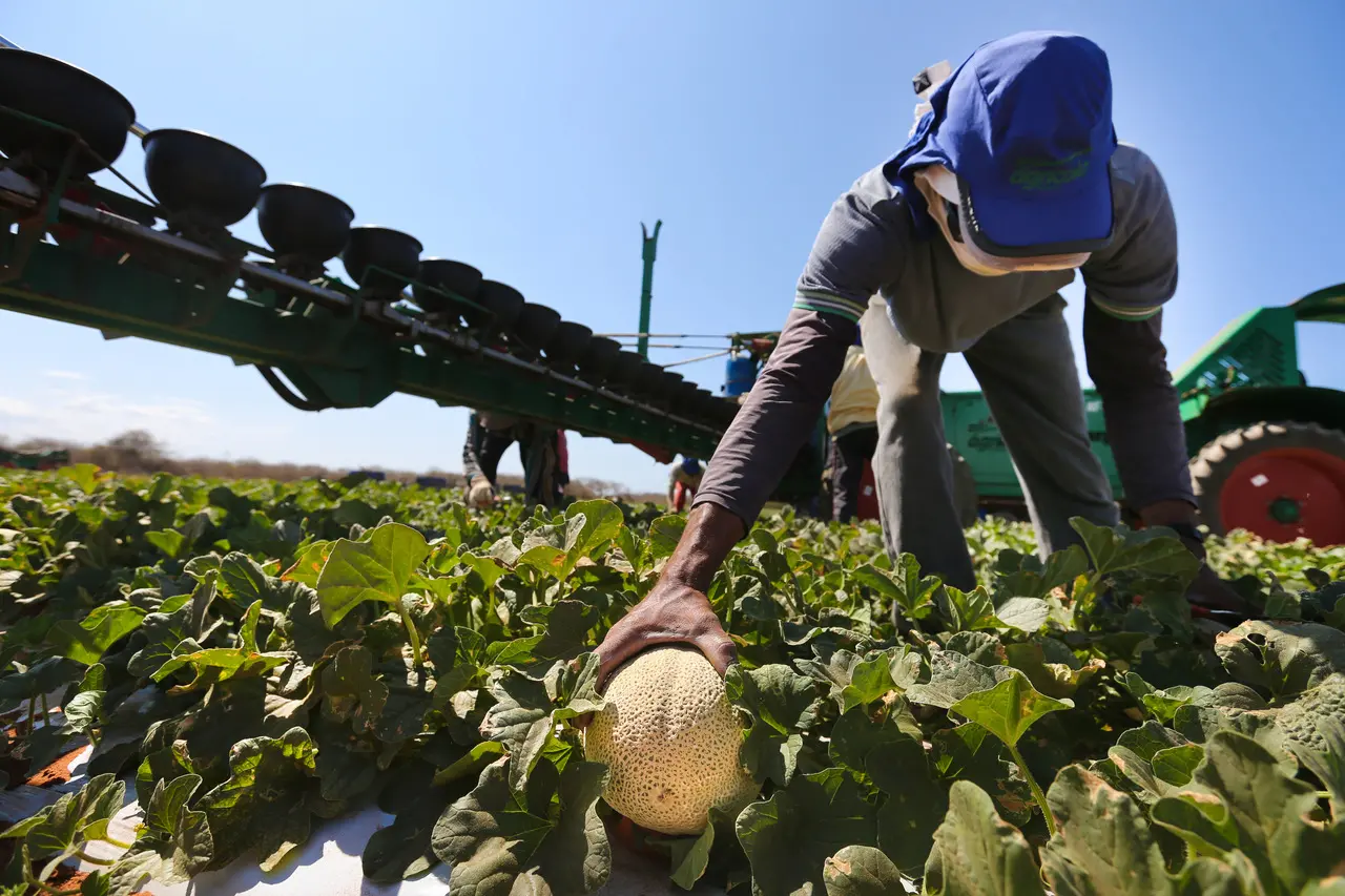 imagem mostra trabalhador no campo colhendo melões em produção no Ceará.