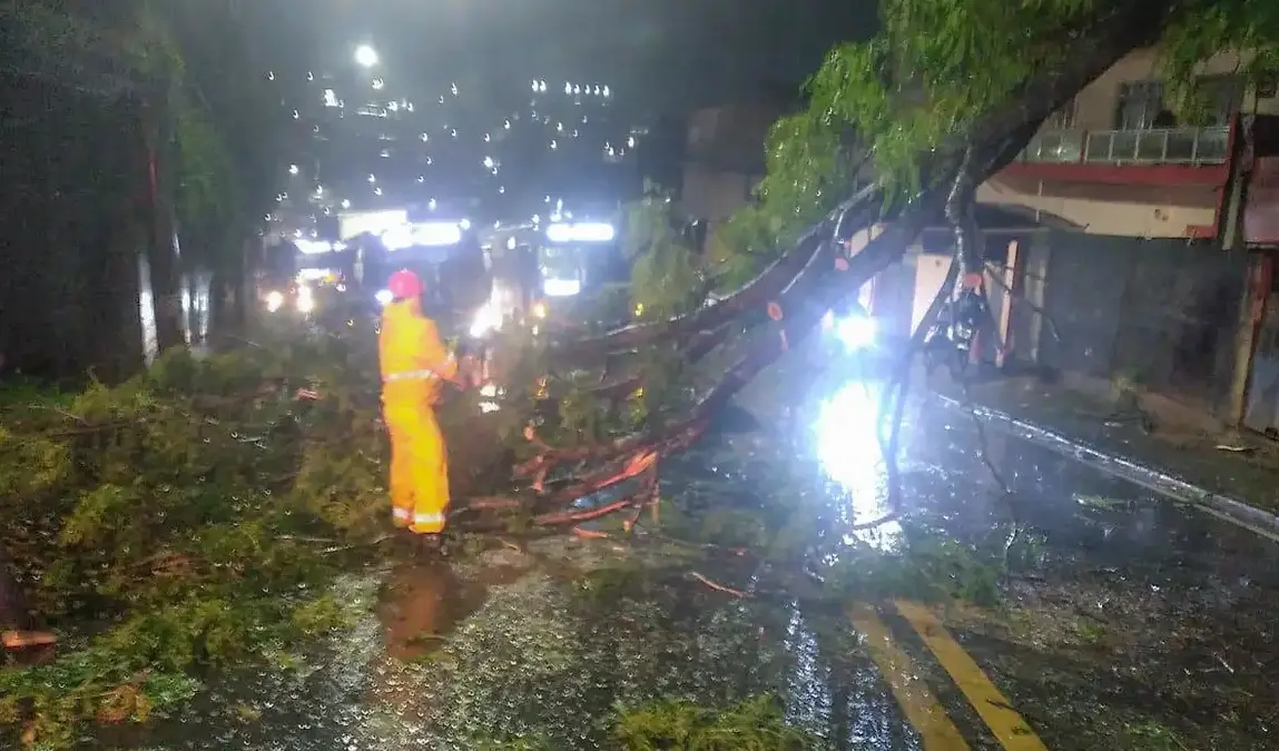 Imagem de uma árvore derrubada para matéria sobre ciclone extratropical deixa 2 milhões de pessoas sem energia em São Paulo.