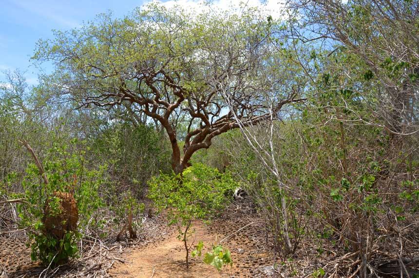 paisagem natural da caatinga