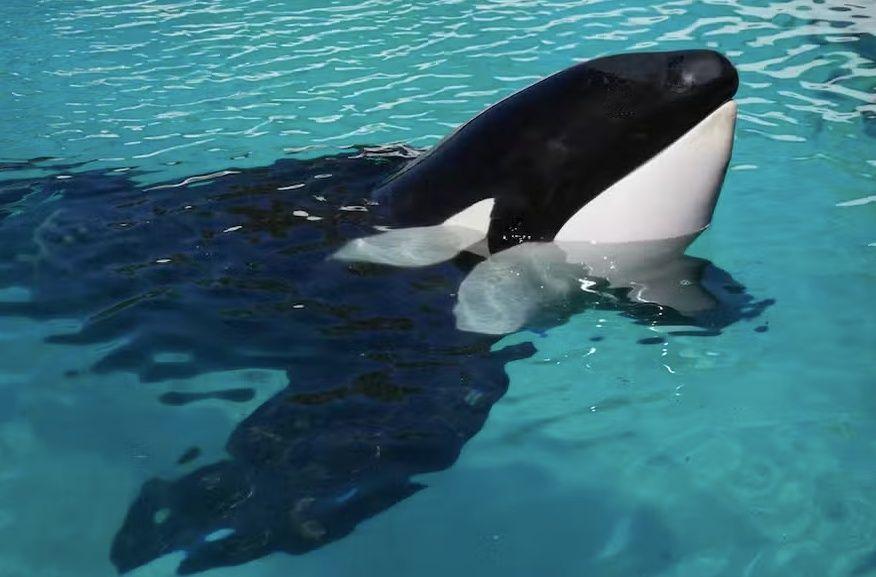 Kshamenk vivia há cerca de três décadas em um tanque de concreto no parque Mundo Marino. 
