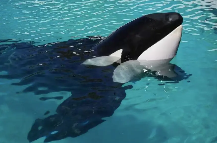 Kshamenk vivia há cerca de três décadas em um tanque de concreto no parque Mundo Marino. 