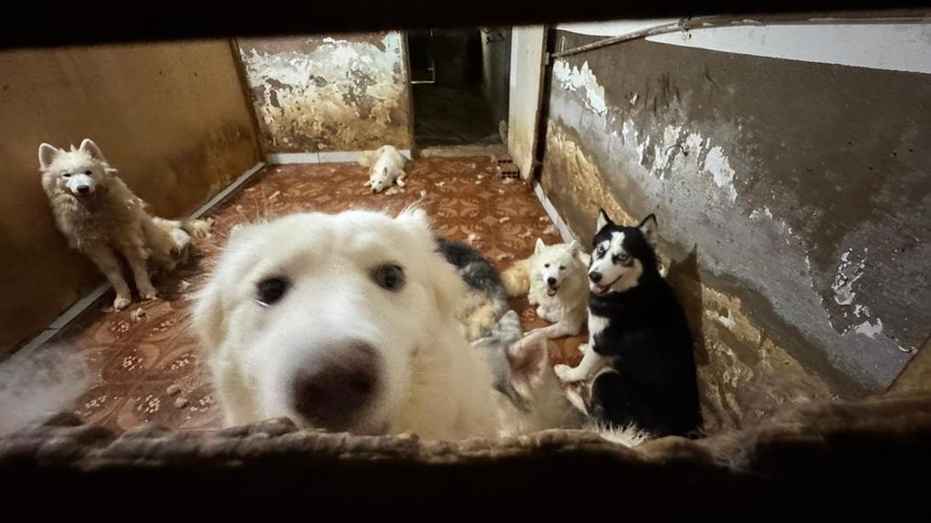 Animais estavam abrigados em espaços apertados e sujos