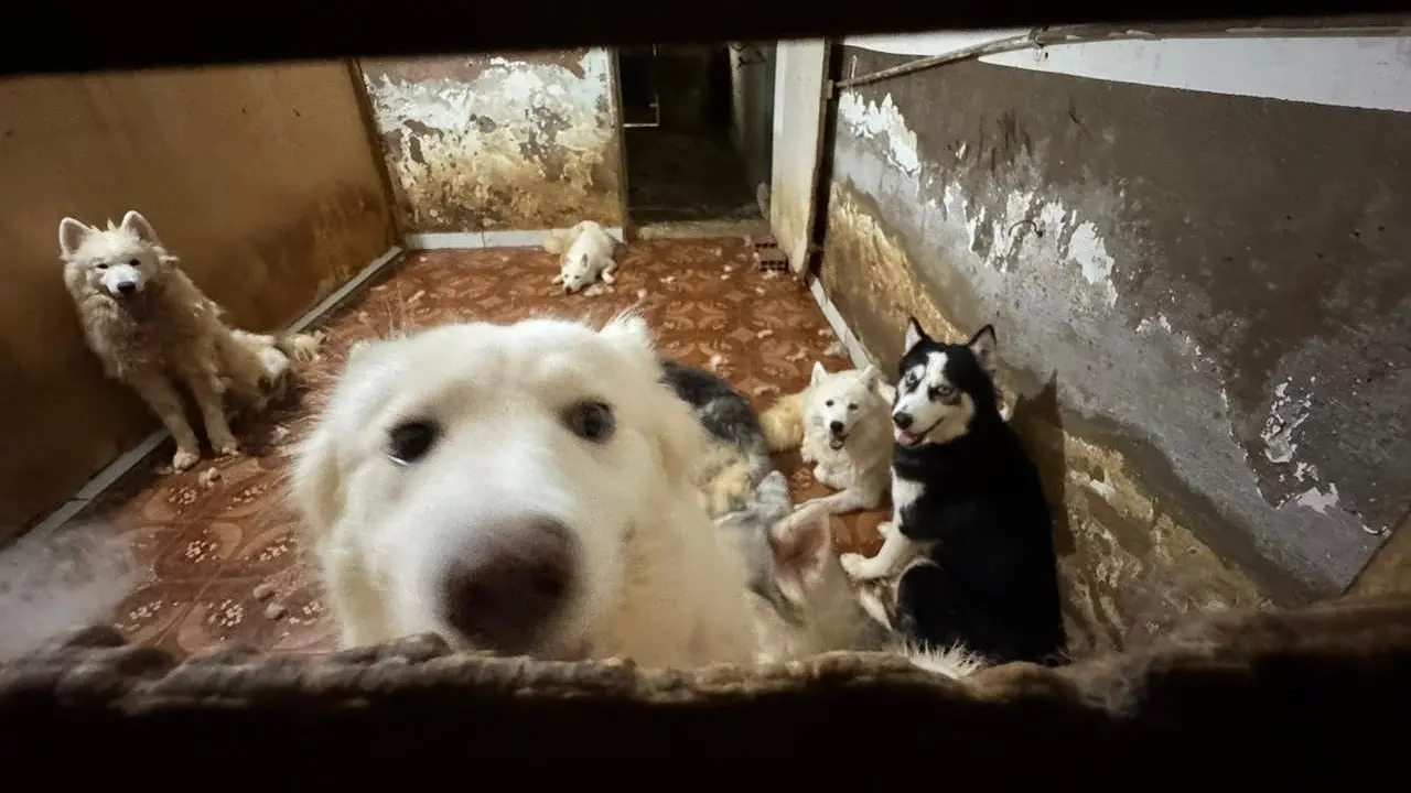 Animais estavam abrigados em espaços apertados e sujos