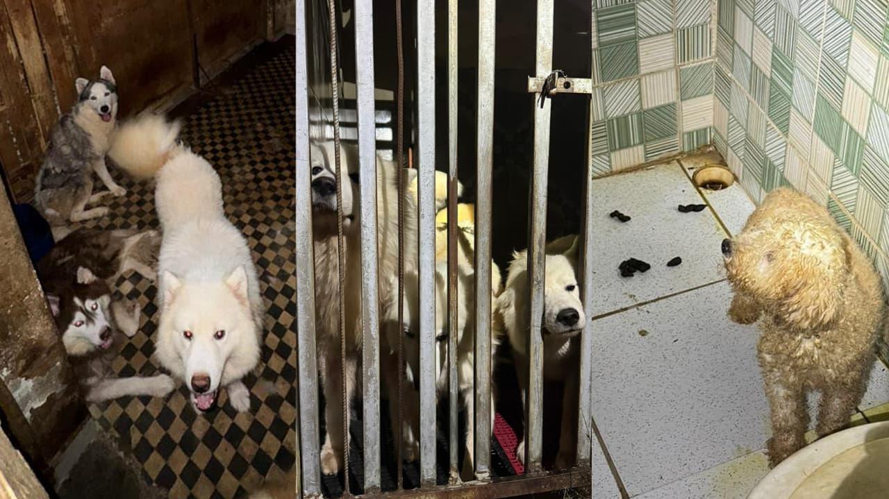 Protetores encontraram animais presos em espaços apertados e sujos