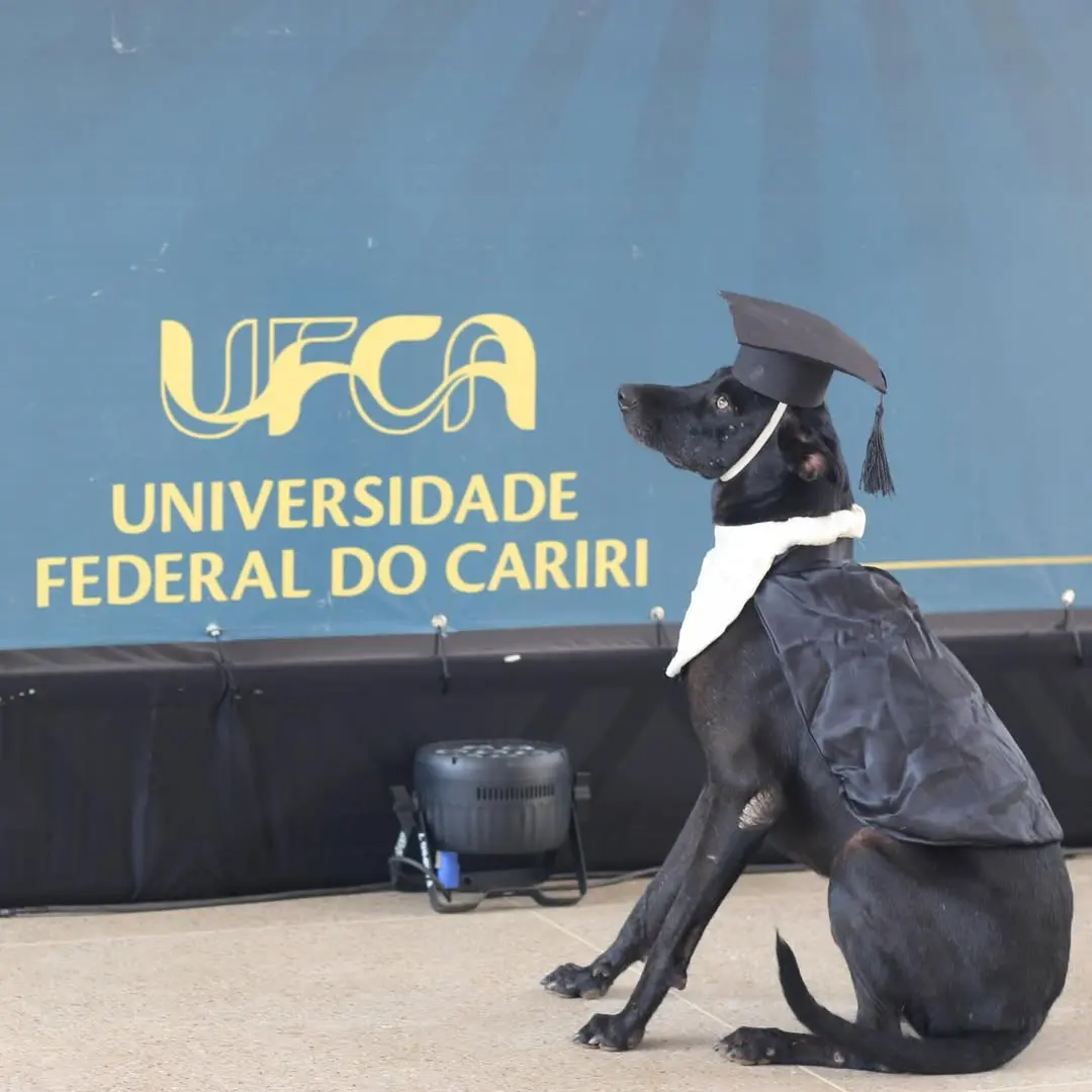 Um cachorro preto usando beca e capelo de formatura posa sentado diante de um painel com o logo e o nome Universidade Federal do Cariri (UFCA).