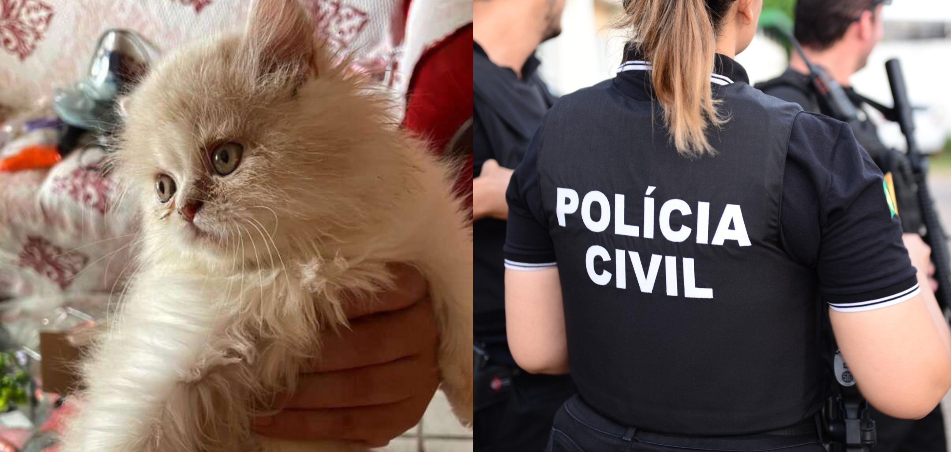 Colagem de imagens. Do lado esquerdo, um dos animais resgatados, um gato. Do outro lado, uma imagem da Polícia Civil.