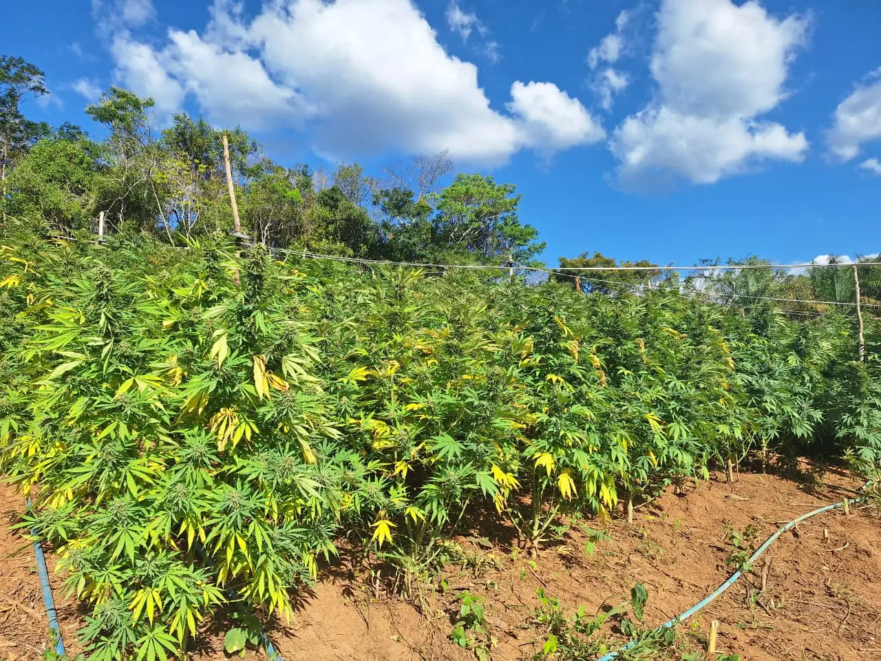 Plantação de Maconha em uma roça. Com plantas de porte médio.