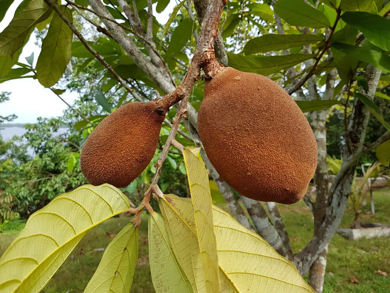 Imagem mostra fruto cupuaçu preso em uma árvore, ilustrando fruto cupuaçu.
