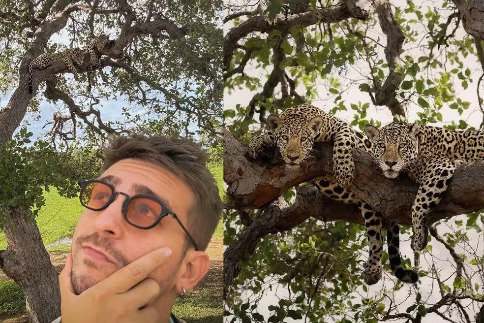 Montagem de biólogo e onça.