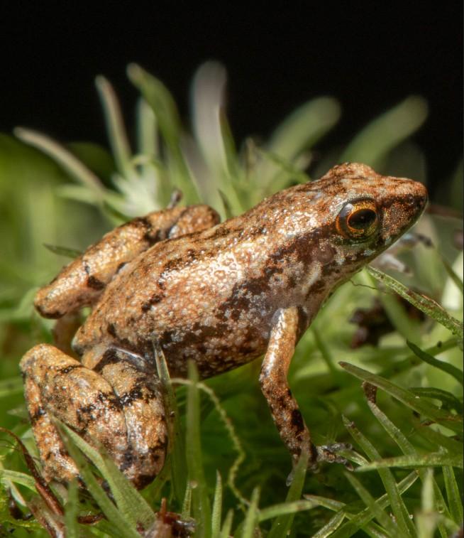 Close-up detalhado de uma pequena rã marrom com padrões listrados, sentada em musgo verde contra um fundo escuro.
