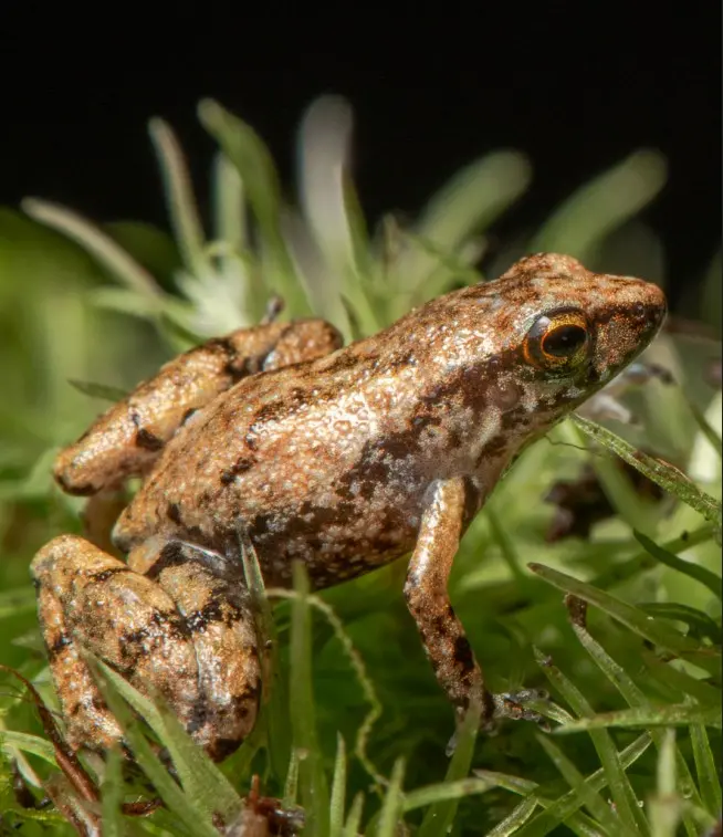 Close-up detalhado de uma pequena rã marrom com padrões listrados, sentada em musgo verde contra um fundo escuro.