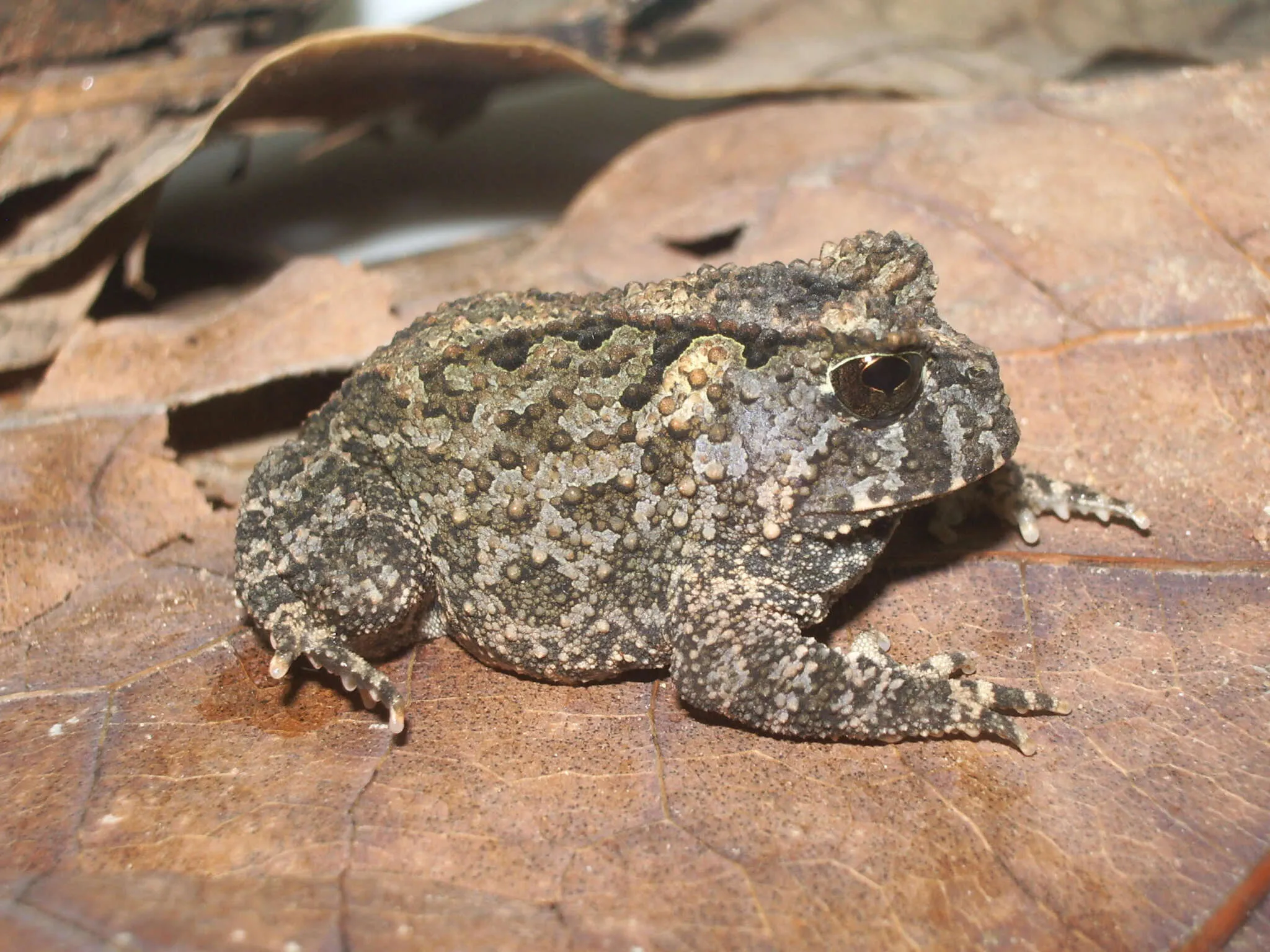 Sapo-do-araripe é restrito à Chapada do Araripe, ameaçado pelo desvio de córregos e agricultura.