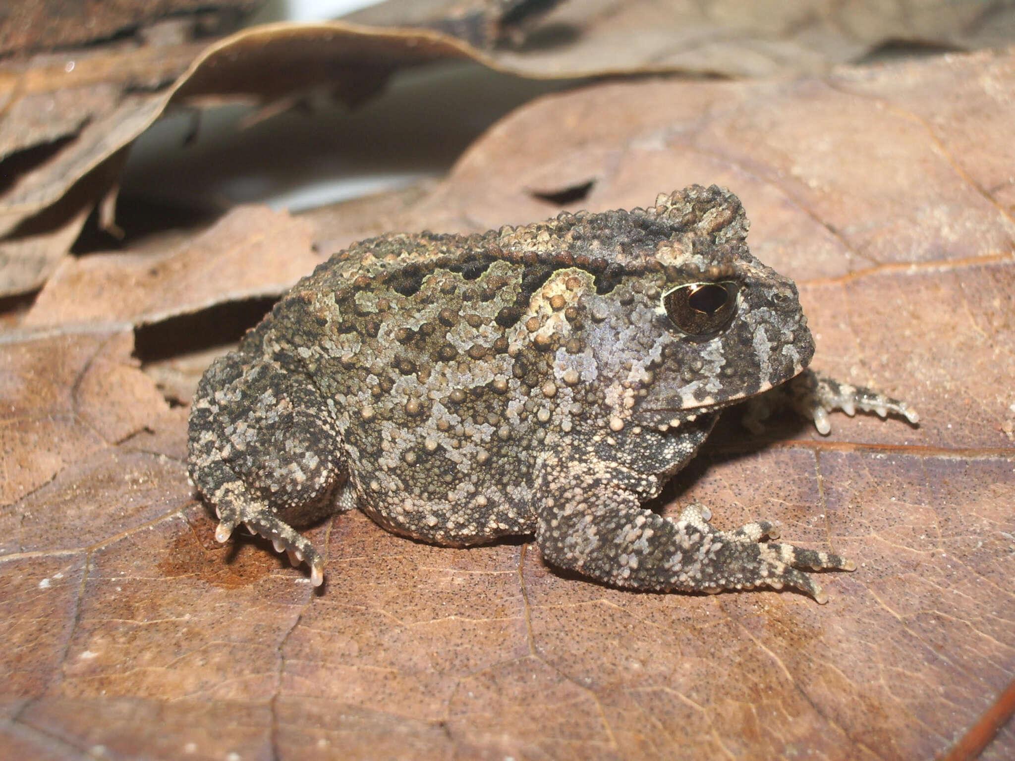 Pequeno sapo marrom e texturizado descansando sobre uma folha seca.