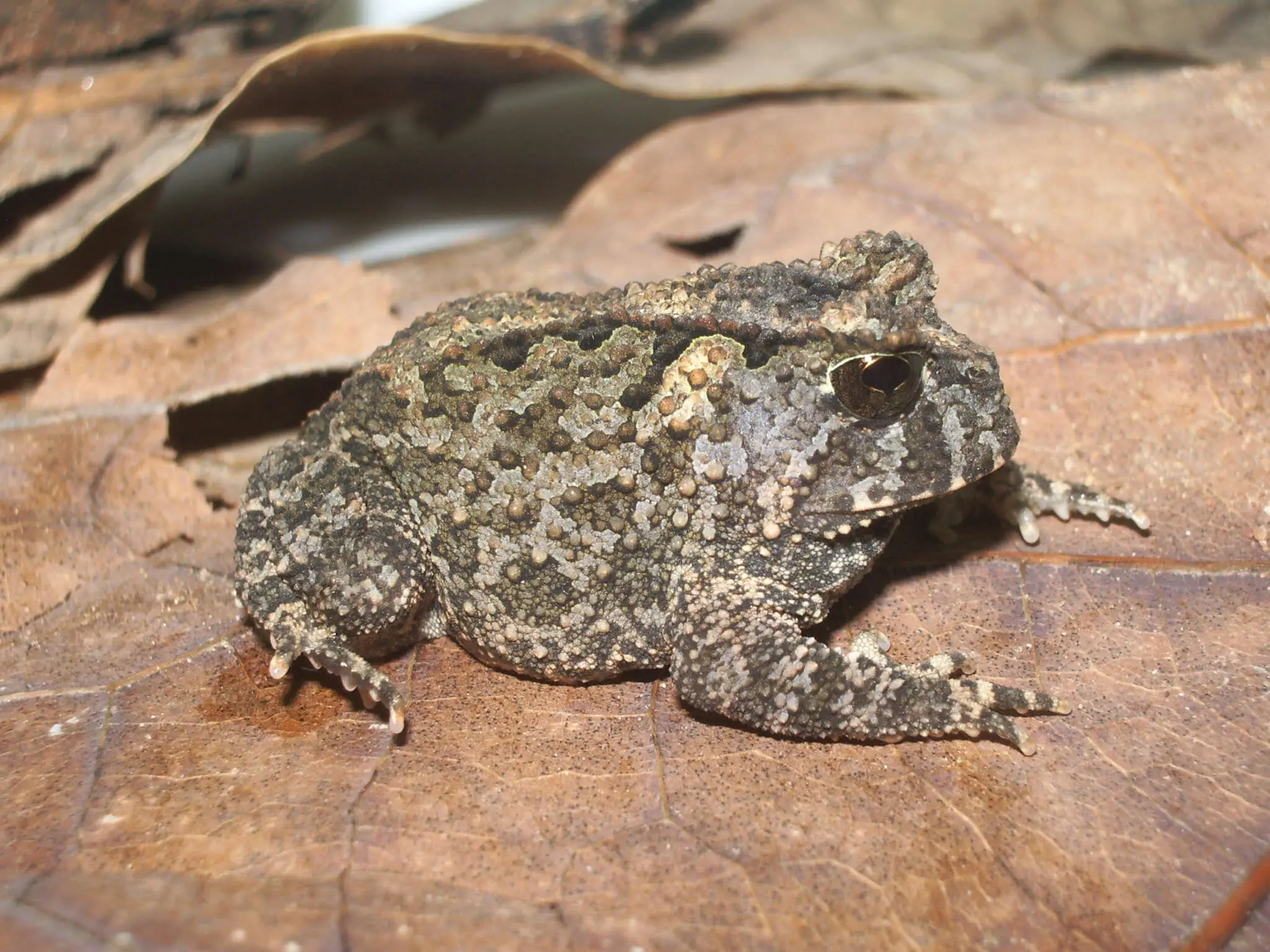 Pequeno sapo marrom e texturizado descansando sobre uma folha seca.