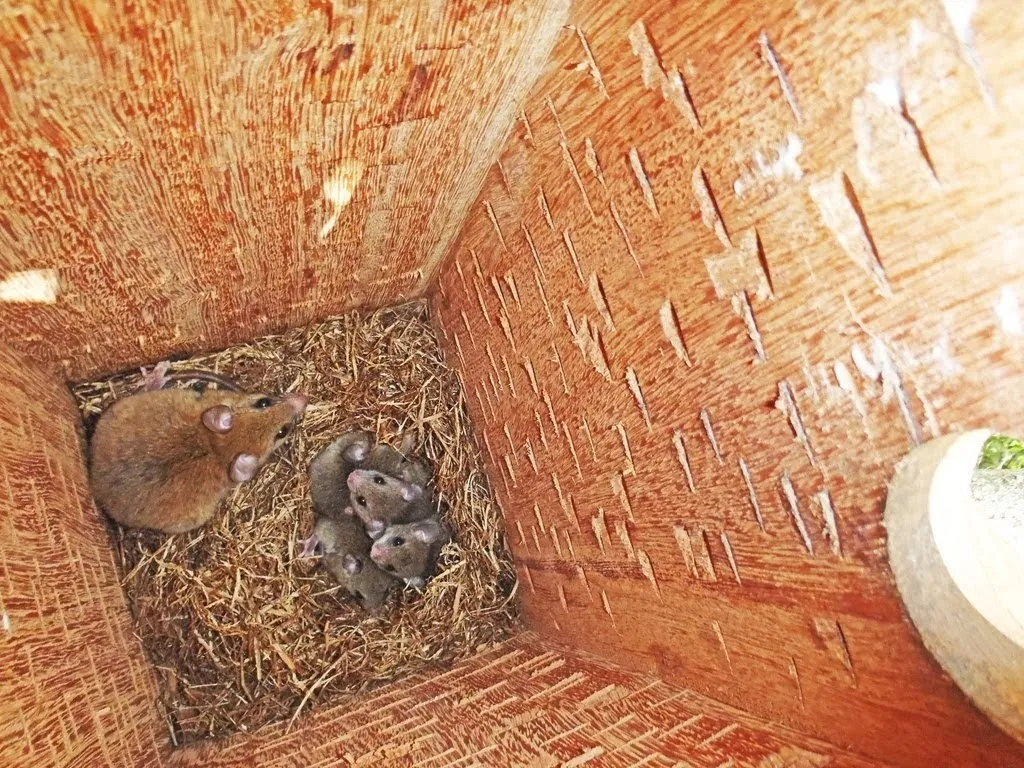 Rato-do-cariri está vulnerável à extinção, menor nível de risco entre todos os animais endêmicos da lista.