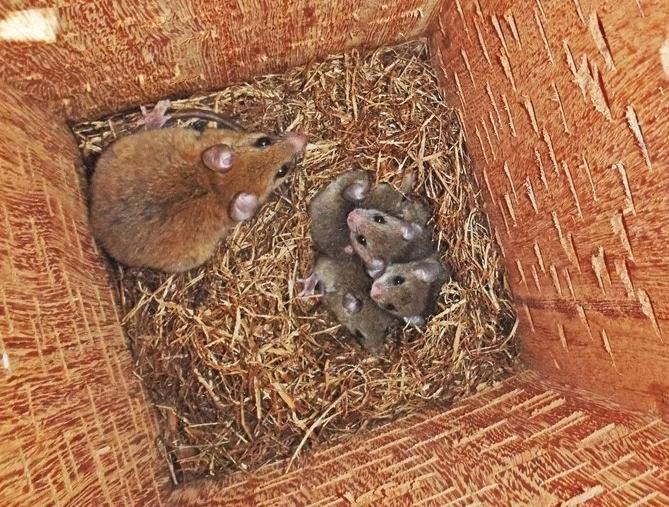 Uma mãe roedora com sua ninhada de filhotes minúsculos aninhados em palha dentro de uma caixa de madeira.