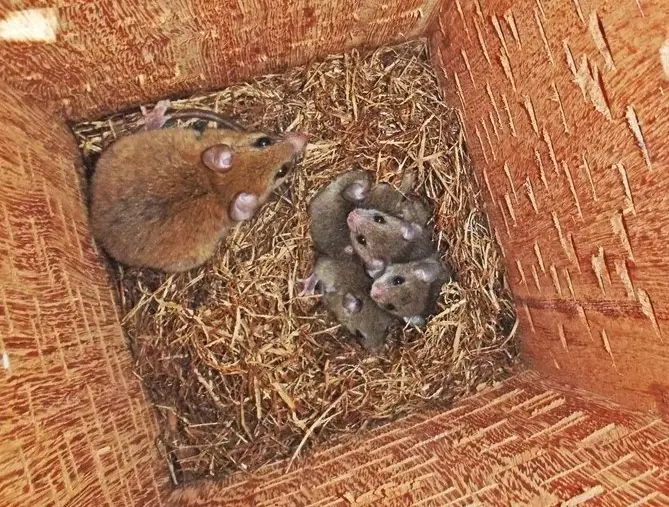 Uma mãe roedora com sua ninhada de filhotes minúsculos aninhados em palha dentro de uma caixa de madeira.