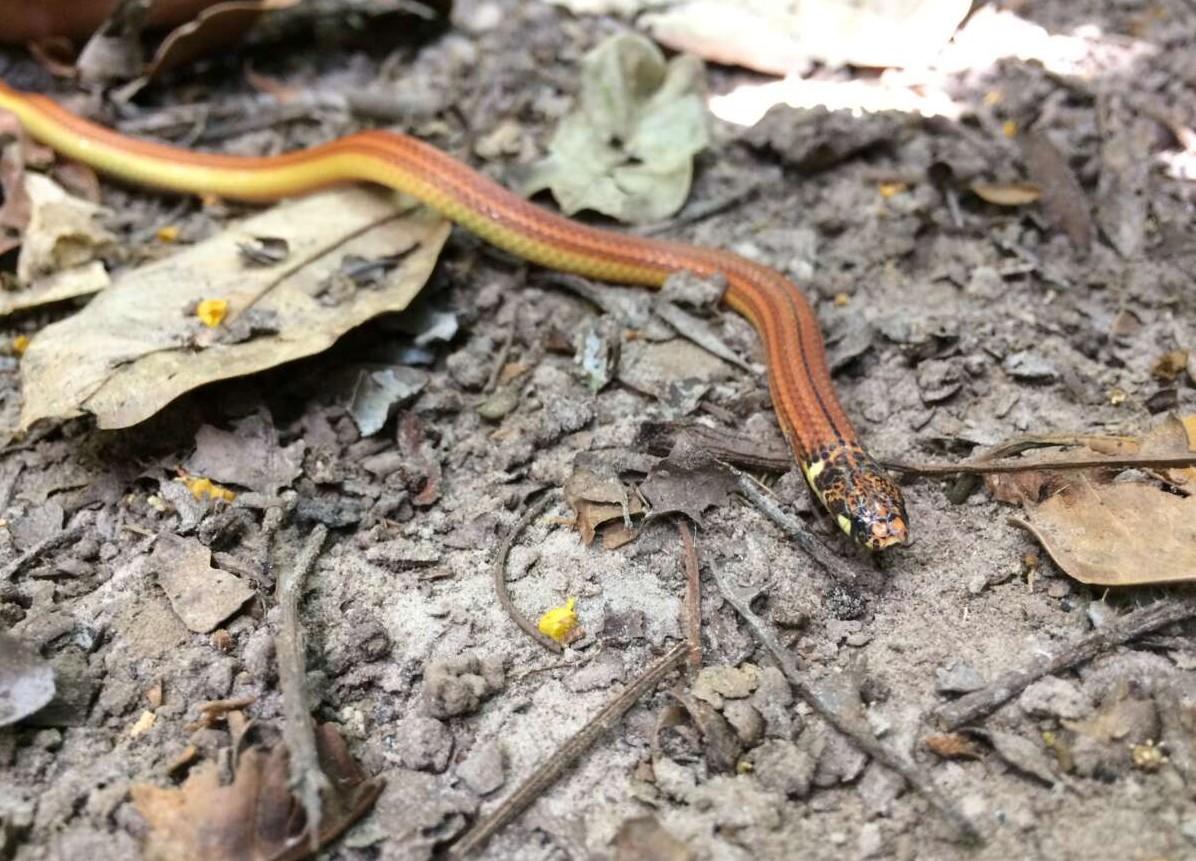Serpente com listras horizontais laranja e amarelas enrolada sobre um fundo branco.