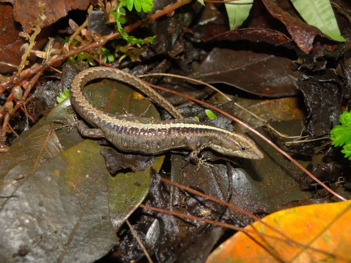 Pequeno calango marrom listrado camuflado entre folhas secas e úmidas no chão da floresta.
