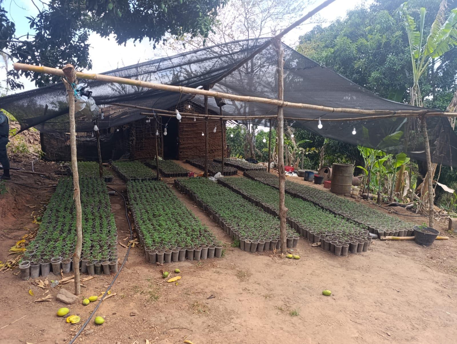 Horta caseira com mudas de plantas sob proteção de uma estrutura de sombra, na zona rural, com diversas fileiras de mudas em vasos e ambiente natural ao redor.