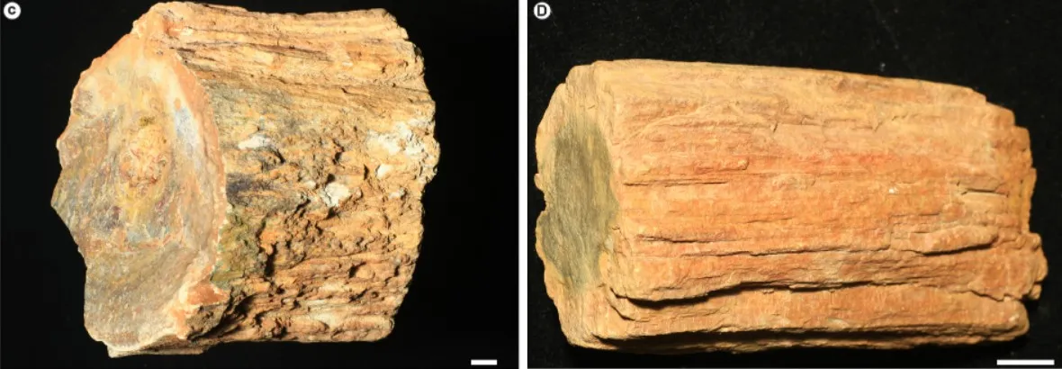 Troncos de árvores fossilizados encontrados por pesquisadores no Ceará.