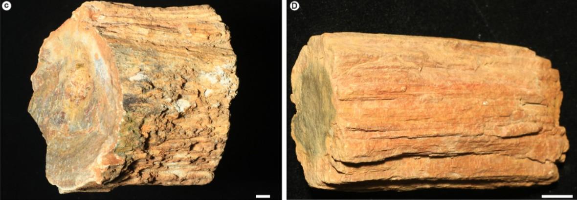 Troncos de árvores fossilizados com imagens em fundo preto.