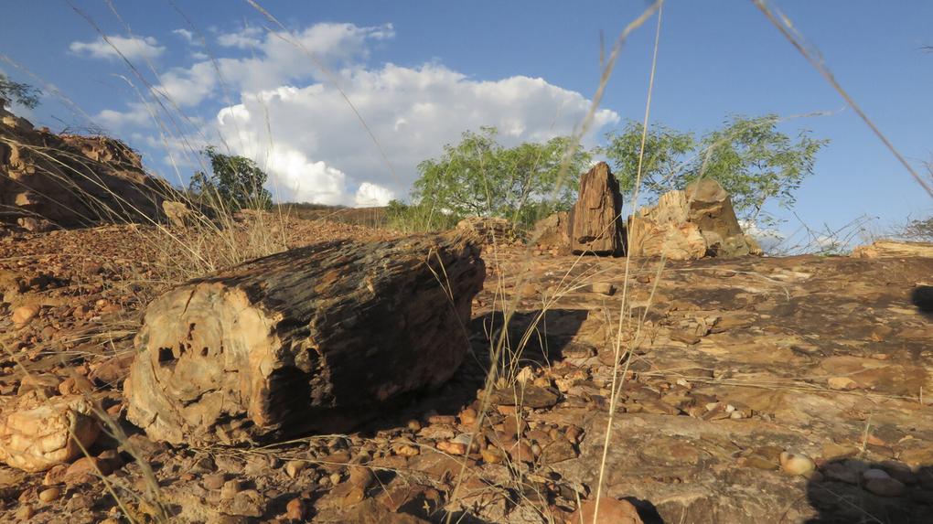 Vista de um terreno árido e rochoso com solo avermelhado, grama seca e um grande tronco fossilizado escuro no primeiro plano, sob um céu azul com nuvens brancas.
