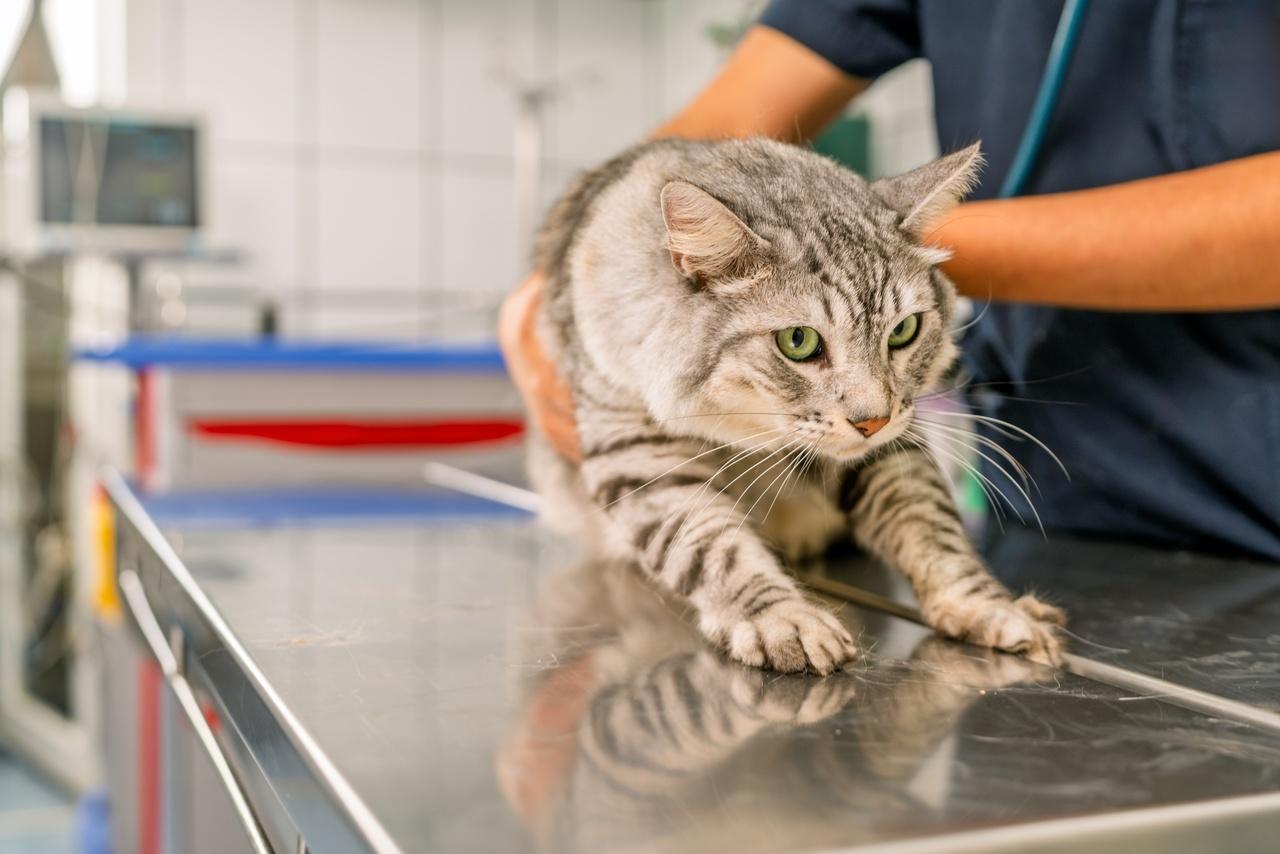Gato de pelagem clara em uma mesa de veterinário sendo examinado com um estetoscópio.