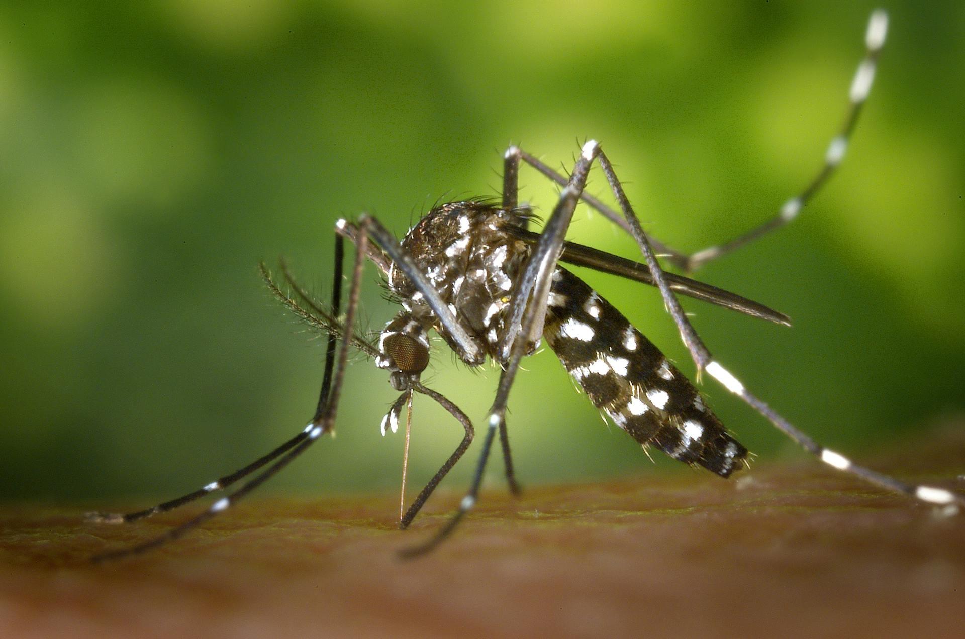 Close-up de um mosquito Aedes aegypti picando a pele de uma pessoa, mostrando suas pernas e corpo com listras pretas e brancas. O fundo desfocado da imagem é verde.