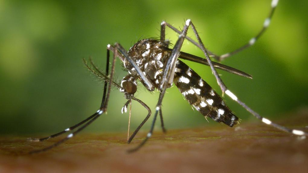 Close-up de um mosquito Aedes aegypti picando a pele de uma pessoa, mostrando suas pernas e corpo com listras pretas e brancas. O fundo desfocado da imagem é verde.
