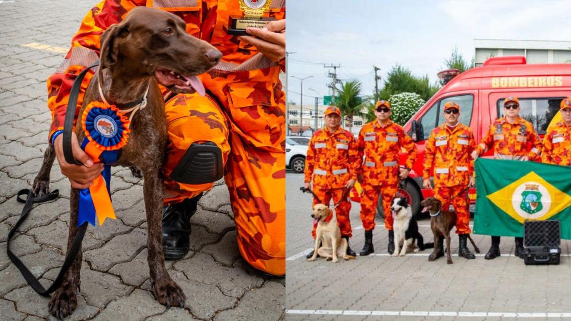Foto da cadela cearense enviada para buscas de crianças no Maranhão.