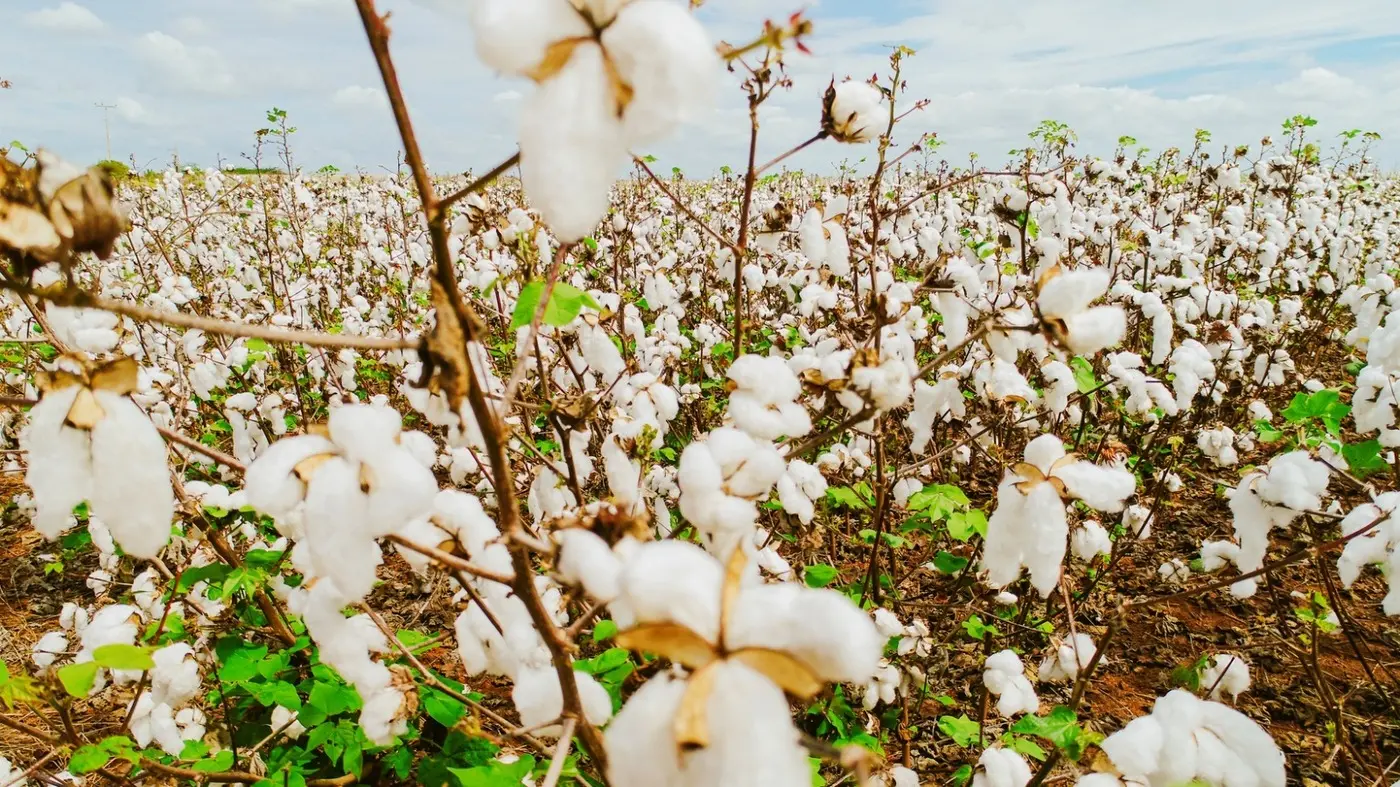 Foto que contém plantação de algodão no Ceará.