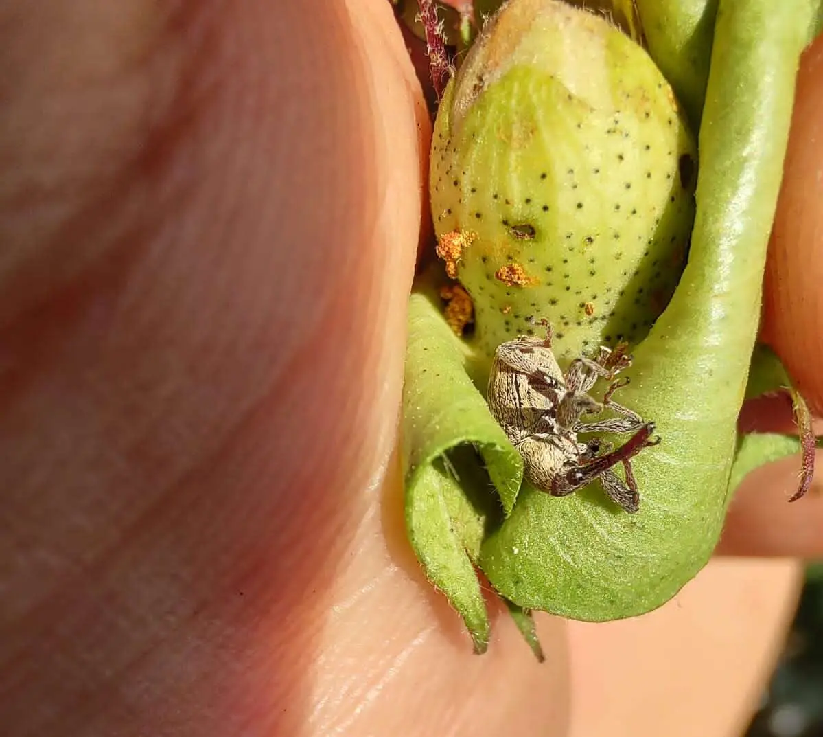 Foto que contém o bicudo-do-algodoeiro.