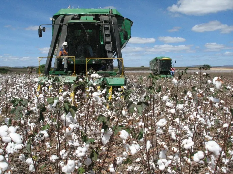 Foto que contém mecanização do cultivo do algodão no Ceará.