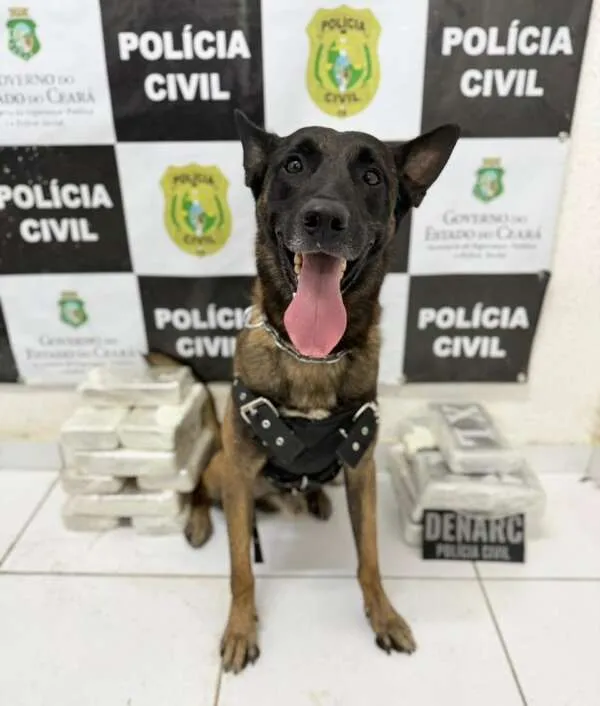 Cão farejador ajudou a polícia a encontrar cerca de 19 kg de entorpecentes em bagagem de jovem.