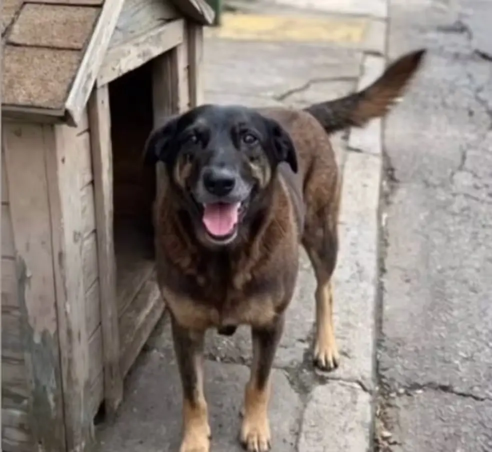 Imagem mostra cachorro comunitário Orelha, de porte médio com pelagem escura e marrom, sorrindo com a boca aberta em frente a uma casinha de madeira. Animal foi agredido e morreu em Santa Catarina.