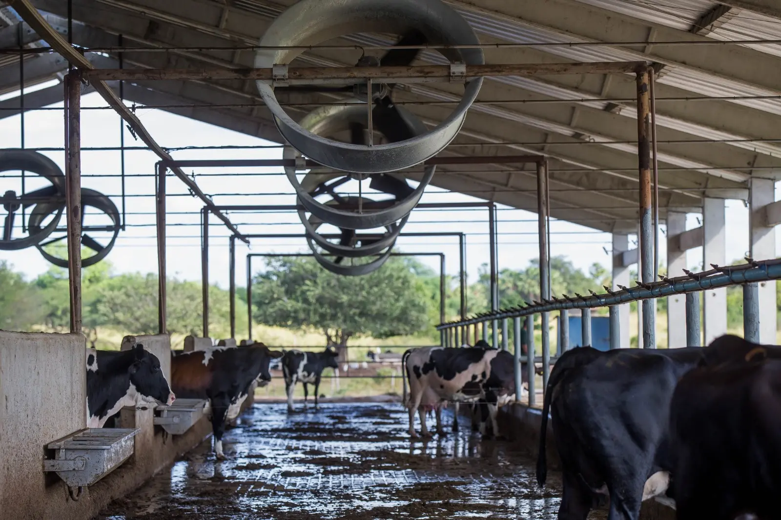 Vacas leiteiras em um galpão de ordenha, alinhadas ao longo de corredores com piso úmido, sob ventiladores industriais no teto, em propriedade rural.