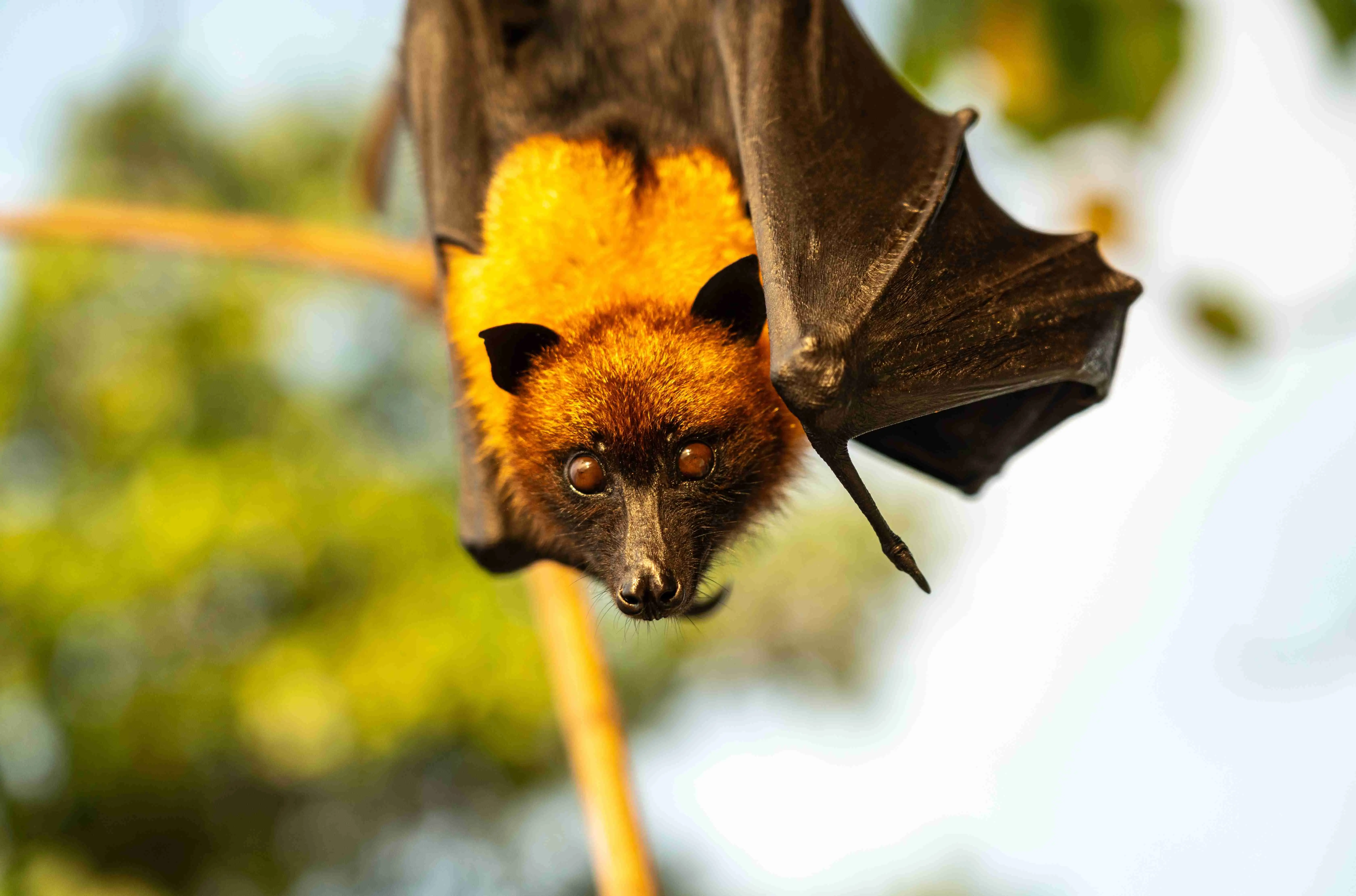 Imagem mostra morcego do gênero Pteropus, hospedeiro natural do vírus Nipah que gera surto da índia.