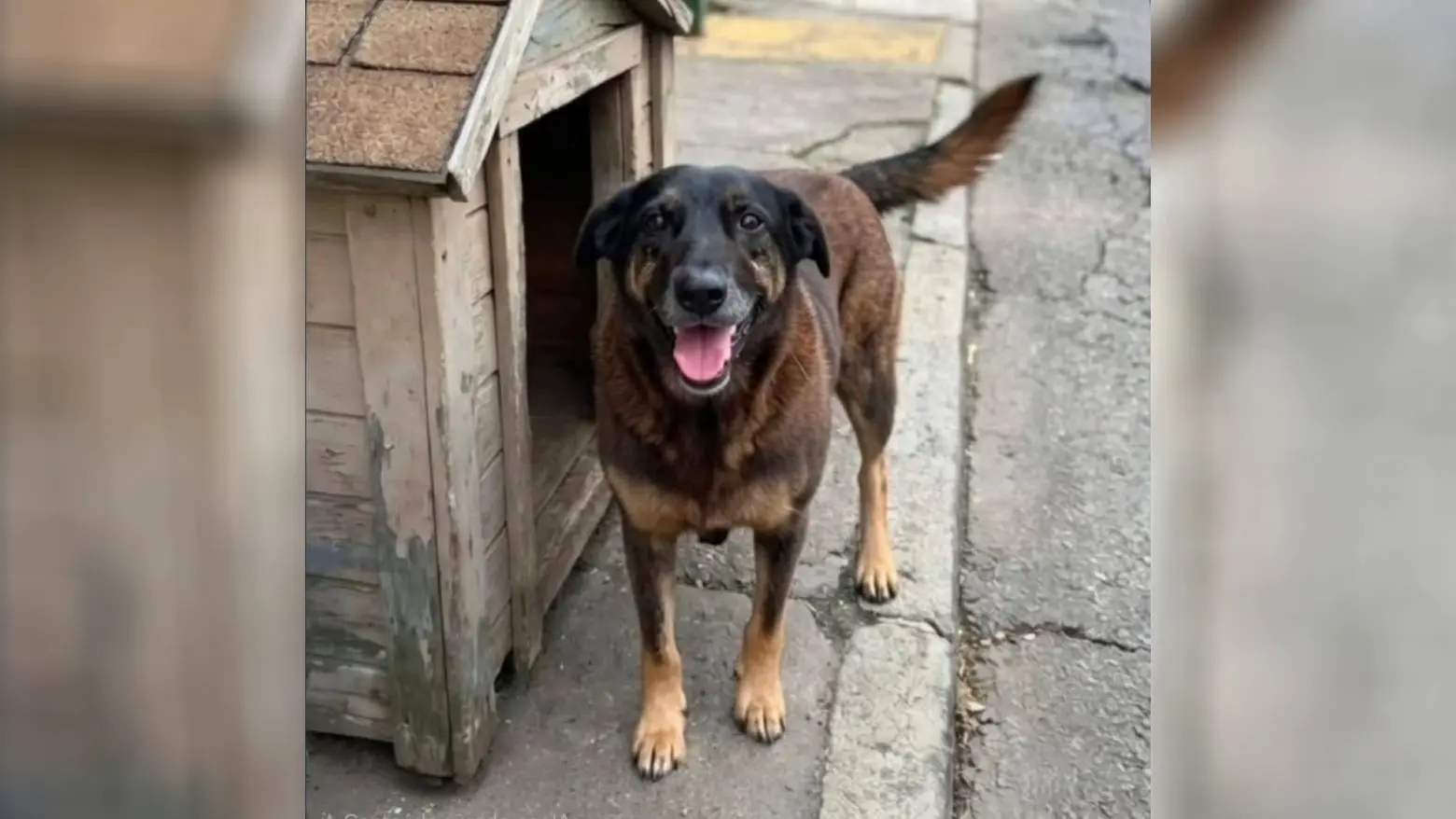Imagem do Orelha, cão que foi morto em Florianópolis, Santa Catarina.