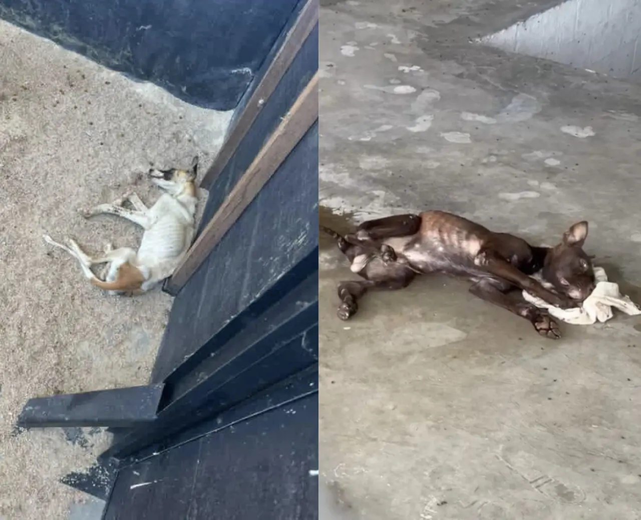Dois cachorros deitados em situação de magreza e sujeira.