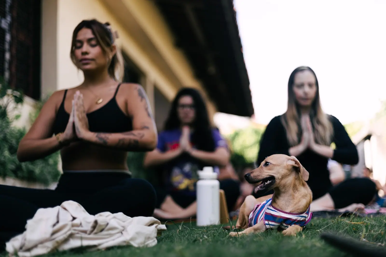 Três mulheres praticam ioga sentadas na grama com as mãos em prece. Em primeiro plano, um filhote de cachorro caramelo veste uma camiseta listrada e olha para o lado.
